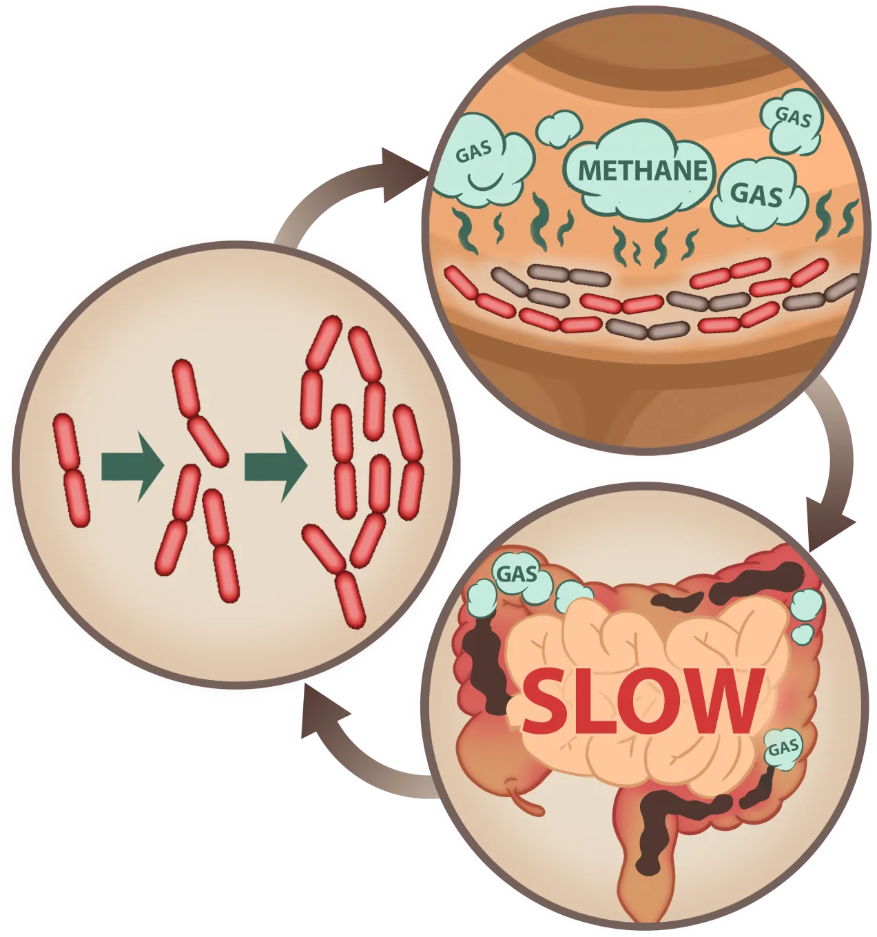 EmmaReleif slows methane gas production for better digestion