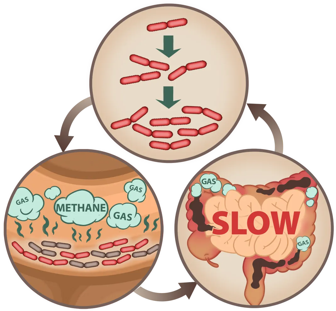 EmmaReleif digestive process mobile illustration