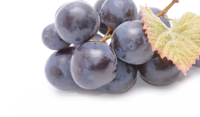 Resveratrol – EmmaReleif antioxidant gut support ingredient
