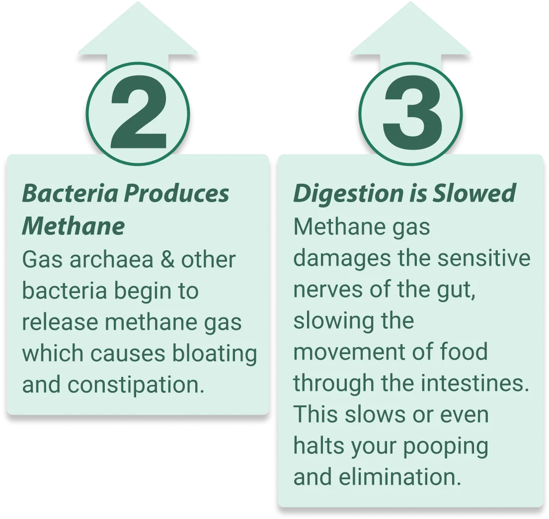 EmmaReleif supports healthy gut microbiome balance