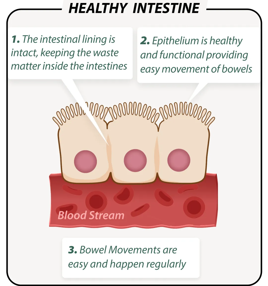 Healthy gut with EmmaReleif – balanced microbiome illustration